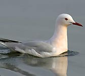 Larus genei