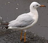 Larus genei