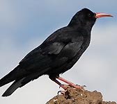 Pyrrhocorax pyrrhocorax