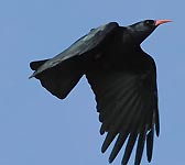 Pyrrhocorax pyrrhocorax