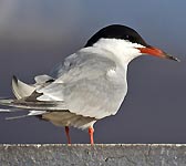 Sterna hirundo