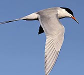 Sterna hirundo