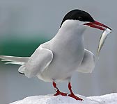 Sterna paradisaea