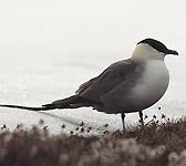 Stercorarius longicaudus