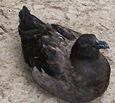 Stercorarius skua