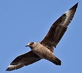 Stercorarius skua