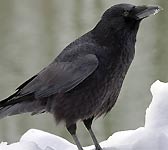 Corvus corone