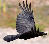 Corvus corone