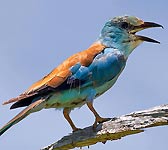 Coracias garrulus