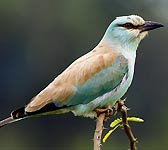 Coracias garrulus