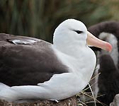 Thalassarche melanophris