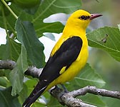 Oriolus oriolus
