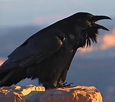 Corvus corax