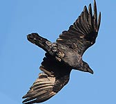 Corvus corax