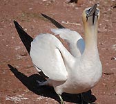 Morus bassanus