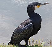 Phalacrocorax carbo