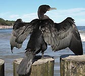 Phalacrocorax carbo