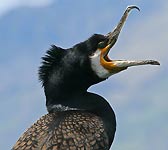 Phalacrocorax carbo