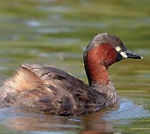 Podiceps ruficollis