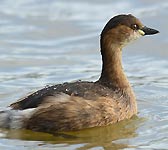 Podiceps ruficollis