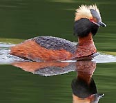 Podiceps auritus