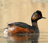 Podiceps nigricollis