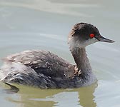 Podiceps nigricollis