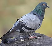 Columba livia