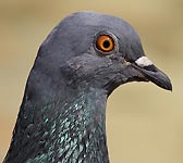 Columba livia