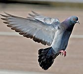 Columba livia