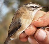 Acrocephalus melanopogon