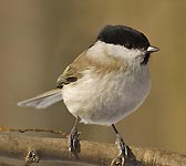 Parus palustris