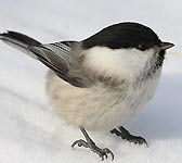 Parus montanus