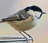 Parus ater