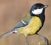 Parus major