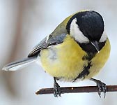 Parus major