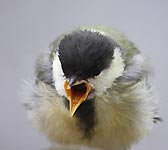 Parus major