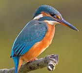 Alcedo atthis