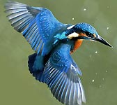 Alcedo atthis