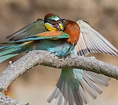 Merops apiaster