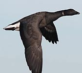 Branta bernicla