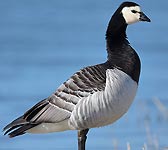 Branta leucopsis