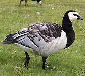 Branta leucopsis