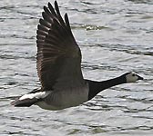 Branta leucopsis