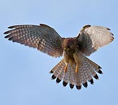 Falco tinnunculus