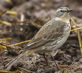 Anthus spinoletta