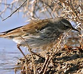 Anthus spinoletta