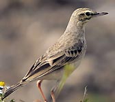 Anthus campestris