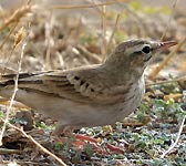 Anthus campestris