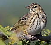 Anthus trivialis